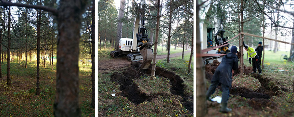 Återplantering av tallar i Ulleråker.