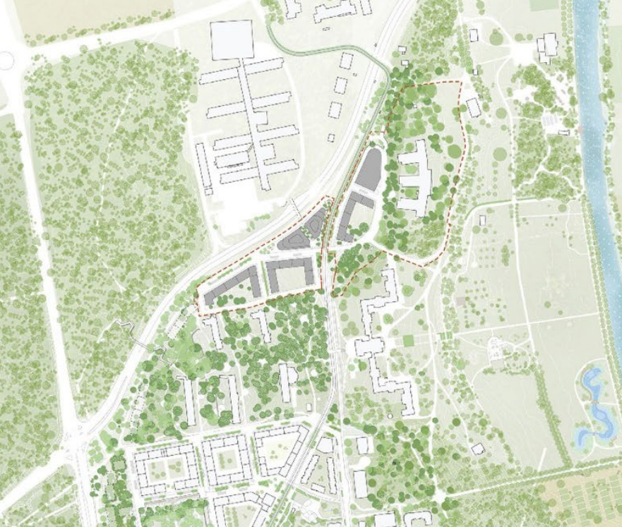 Planillustration Tallstråket